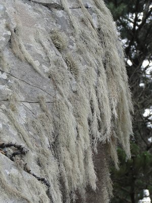 [Ramalina nematodes]